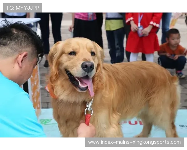 世界冠军跑步带狗拉爆全场:运动与萌宠的完美交汇 世界冠军跑步带狗拉爆全场:运动与萌宠的完美交汇